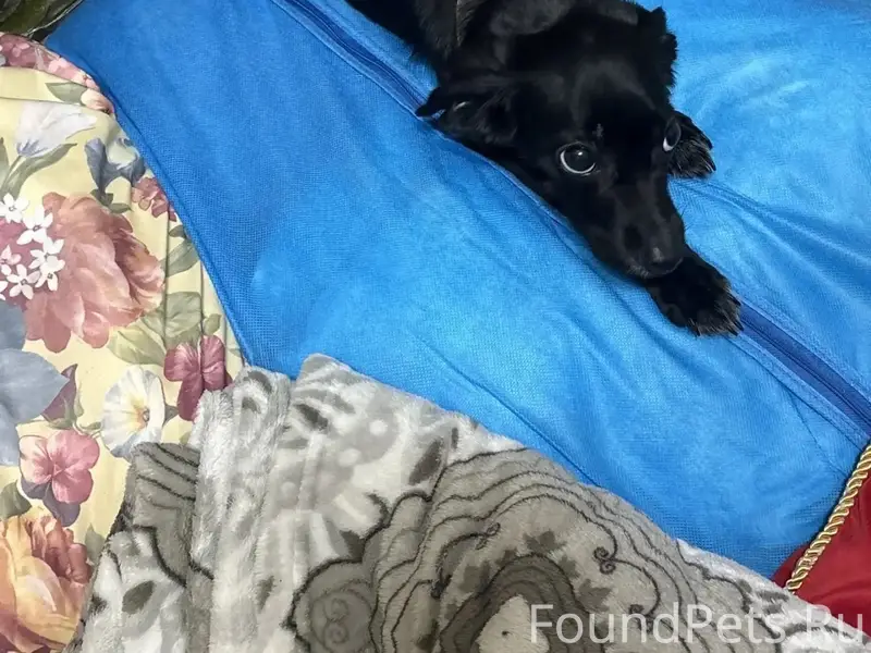 Пропала собака Дуся, район Ледового дворца