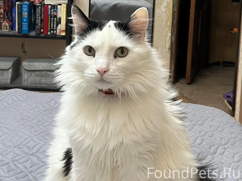 Пропал кот, улица Парковая 2