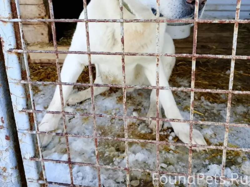 Найден пёс, Голованово