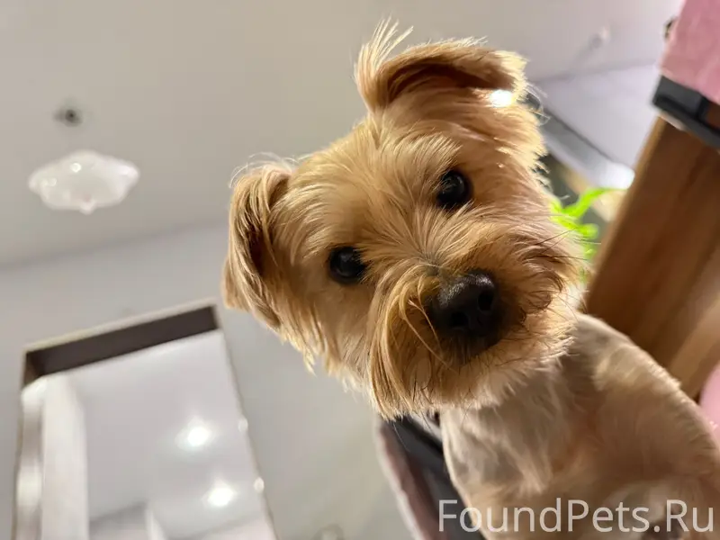 Пропал Йорк Кекс, Иркутск, рп Маркова