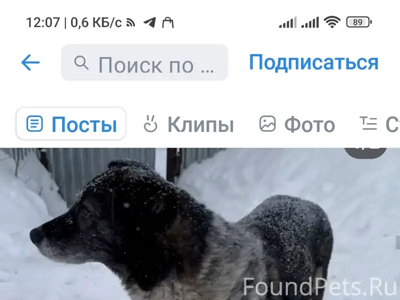 Пропала собака, 