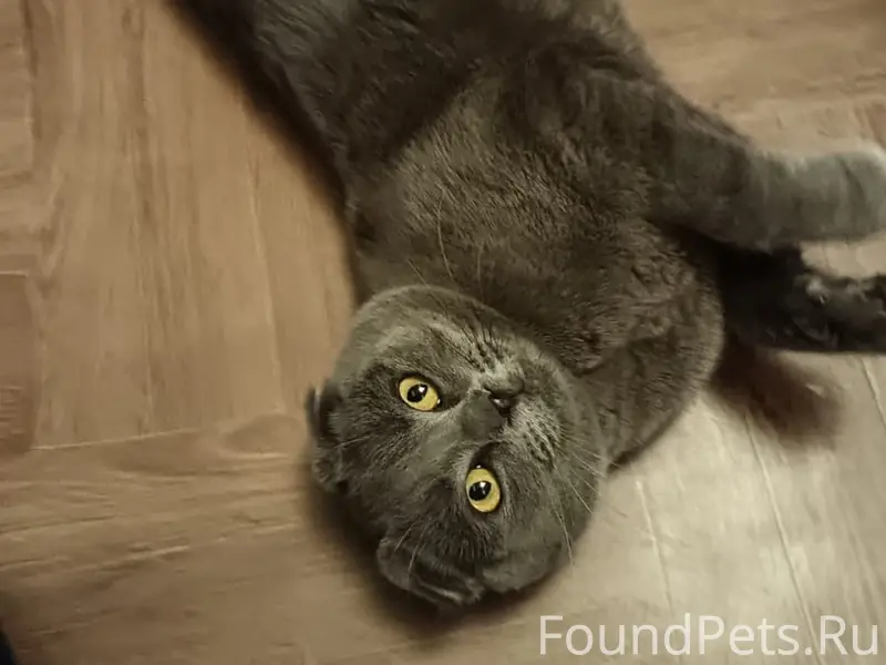 Пропал шотландский вислоухий, район ул. Пролетарская