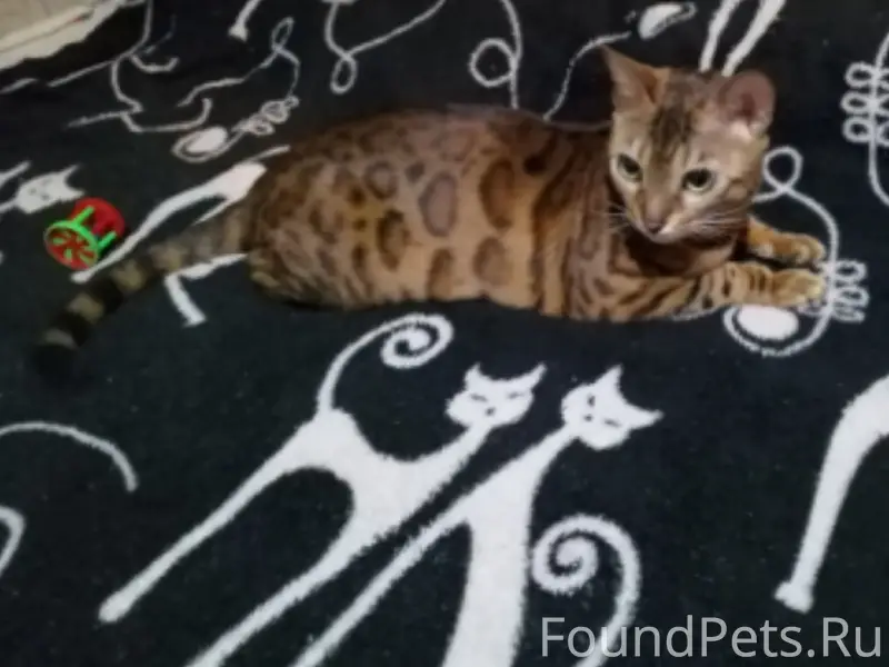 Пропала бенгальская кошка Тесла, Гольяны