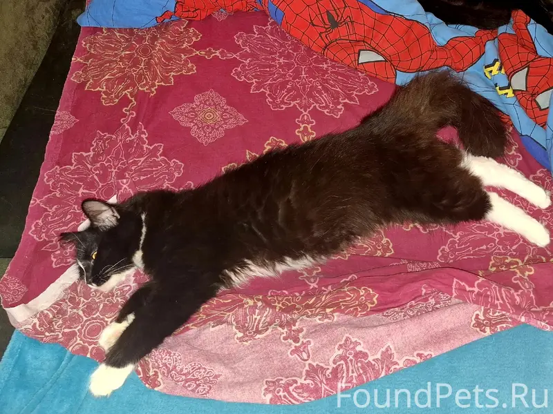 Пропала кошка, Дорогобуж