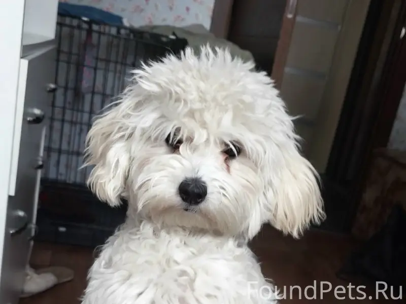 Пропал мальтипу, белый окрас, остановка юбилейная