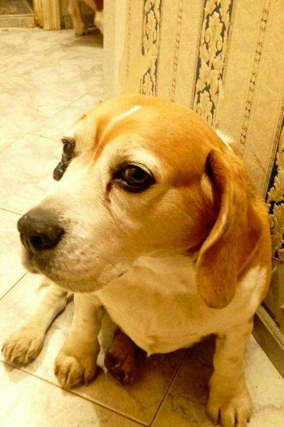 Найден бигль, девочка, Лобня