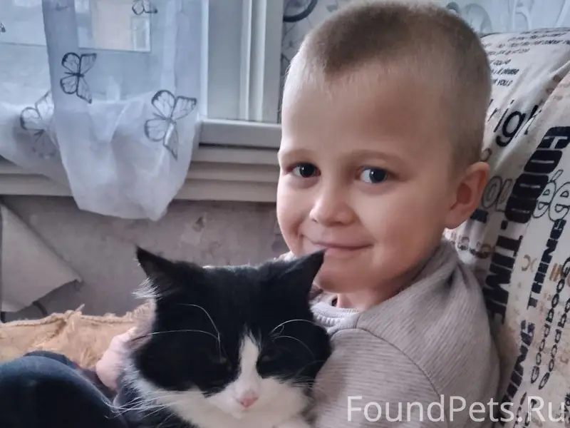 Пропал кот,