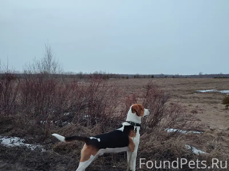 Пропал выжлец Гром, район впадения Киржи в Топсу
