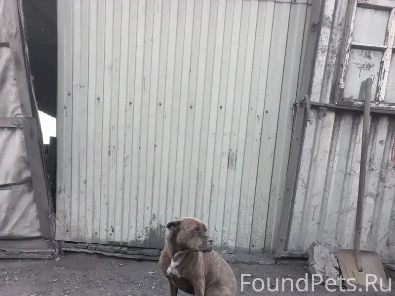 Найден крупный кобель, Ильечевка