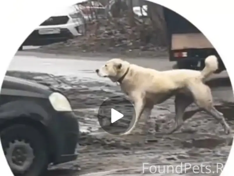 Пропала собака, Лесколово, Кискелово-1