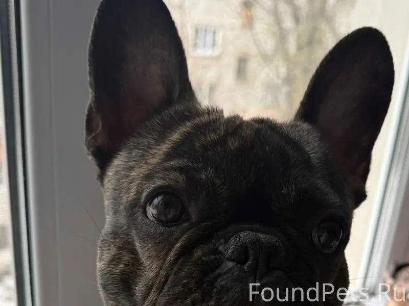 Пропал французский бульдог Спайк, Мячино