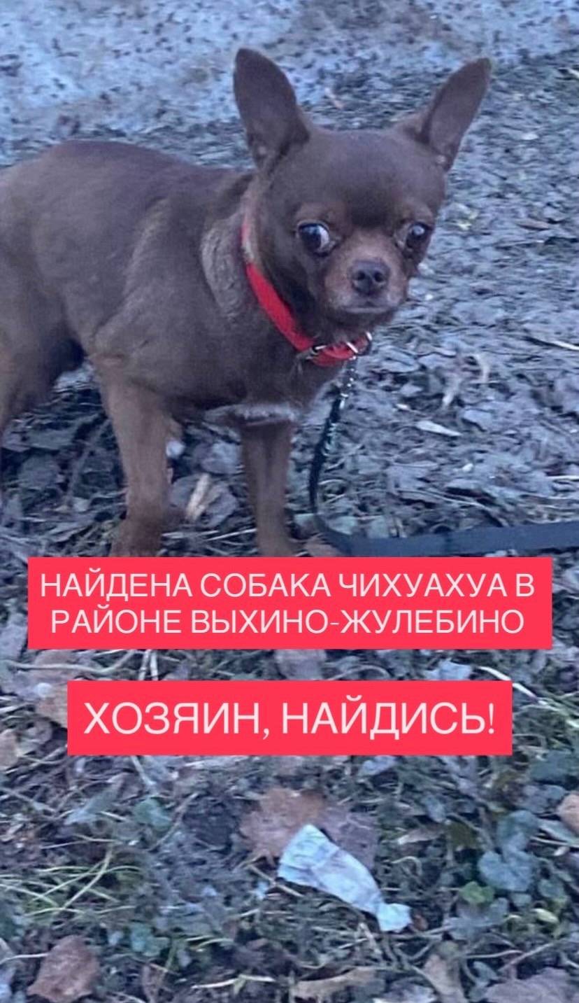 Найдена собака