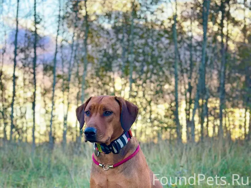 Пропала собака, район Селище