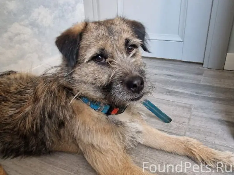 Найден метис Лайки, Химки, ул. Совхозная