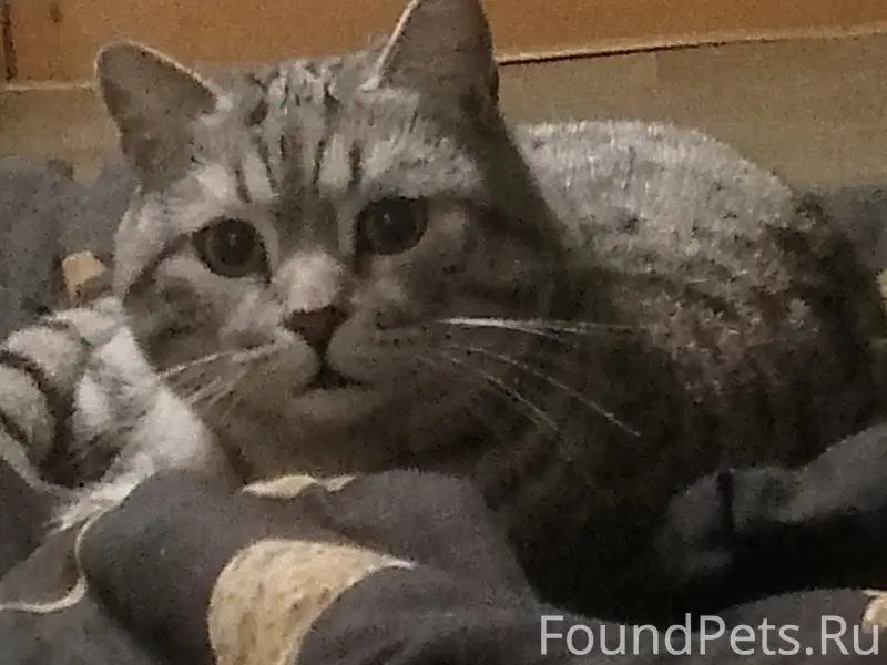 Пропал кот Кюри, Кузнецкий район