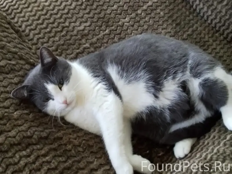 Пропала домашняя кошка, переулок Студенческий