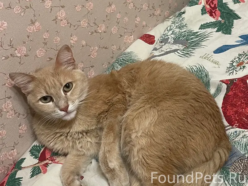 Пропал кот, центр с. Долгодеревенского