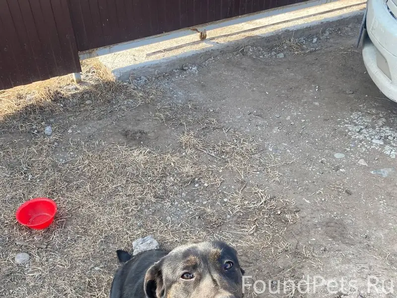 Пропал пёс, село Калинино