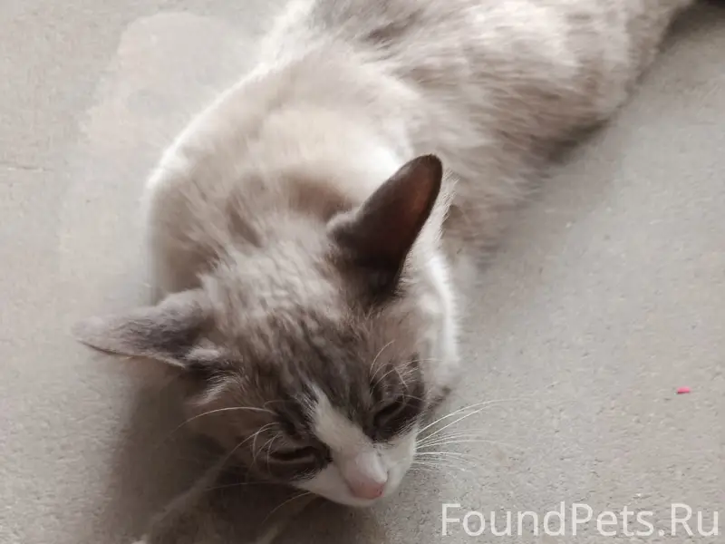 Пропал кот Василий, Мигаловская набережная