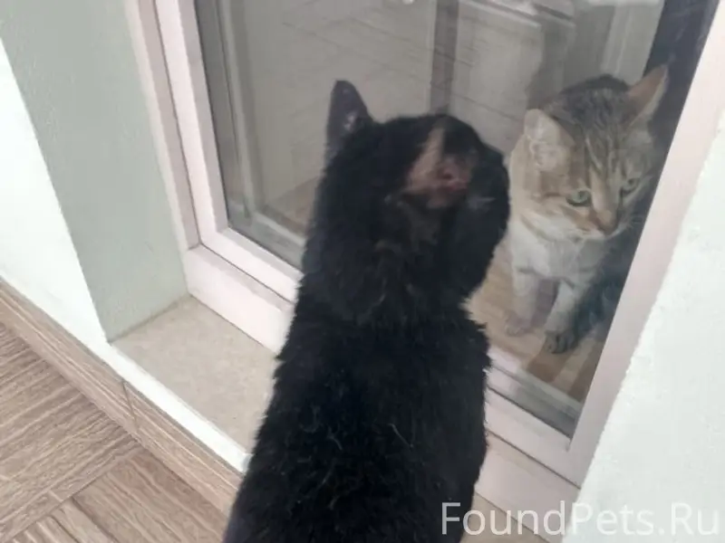 Найден кот, нуждается в помощи, Уфа