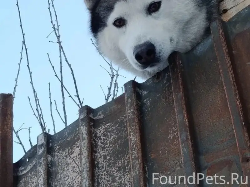Пропал пёс, Мебельный посёлок