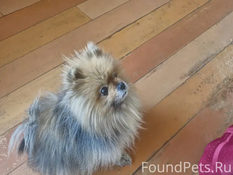 Пропал шпиц Макс, район Бабушкина