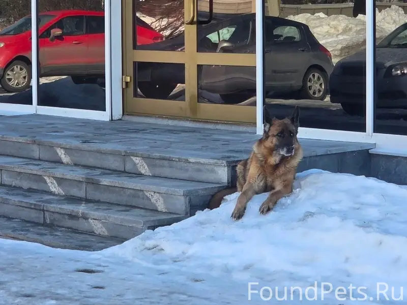 Найден овчар, Советская