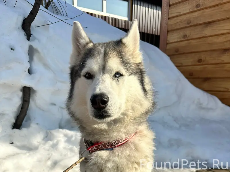 Найден пес, поселок Русь