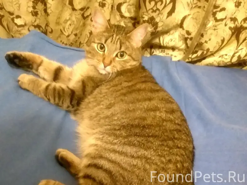 Пропала кошка Моня, ул. Чкалова 14