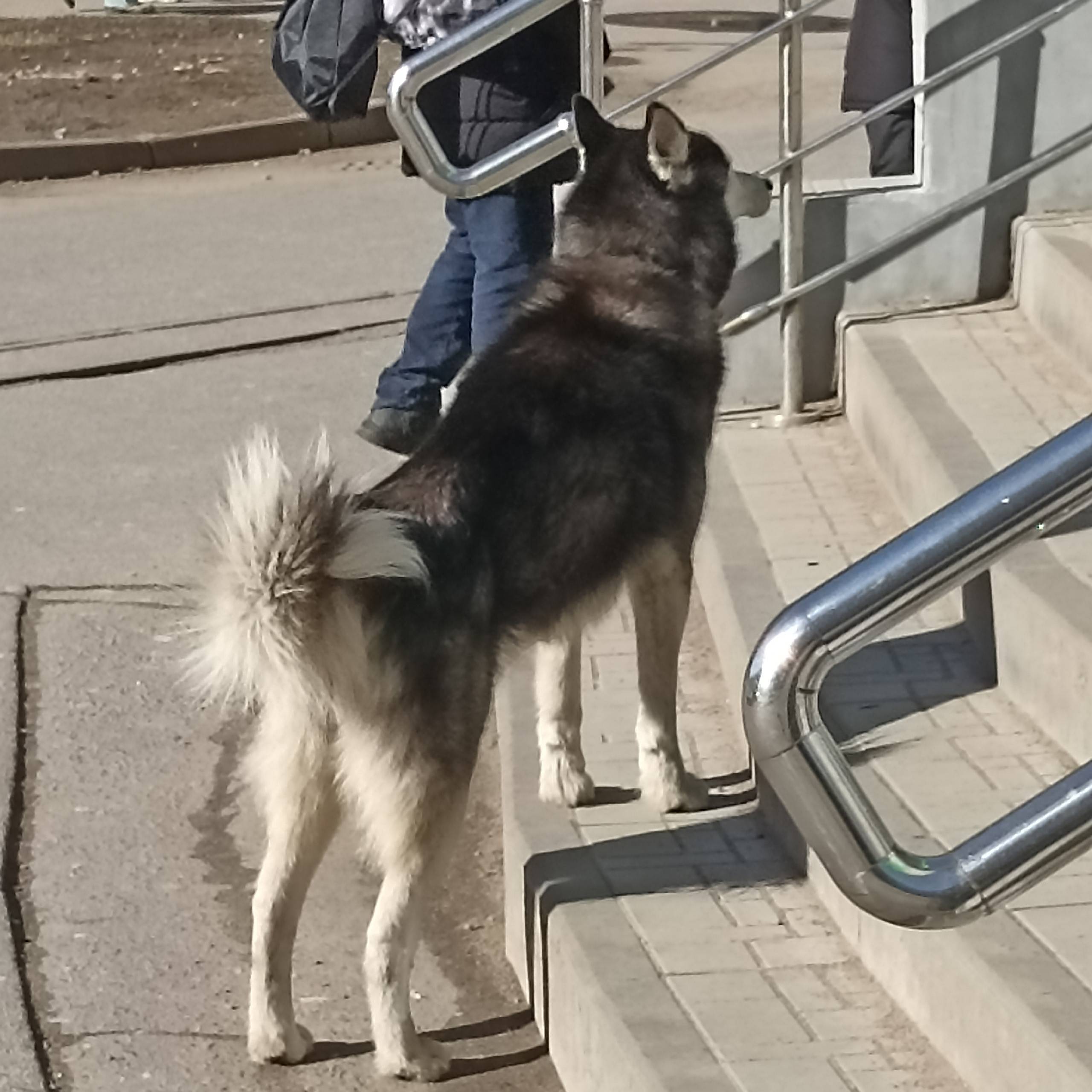 Пропала Хаски, видели у Перекрёстка на ул. Щербакова