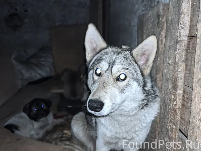 Пропали щенки и лайка, Фокинский район