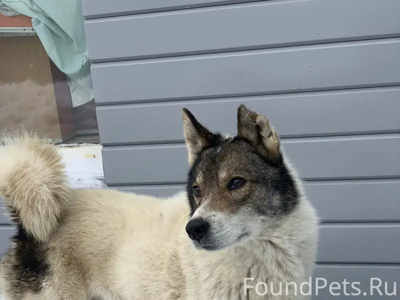 Пропал пёс Бакс