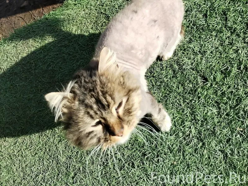 Найден котик, Егорьевск