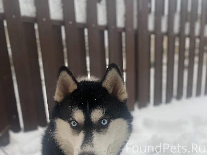 Пропал Хаски Грэй, голубоглазый, Подборовье