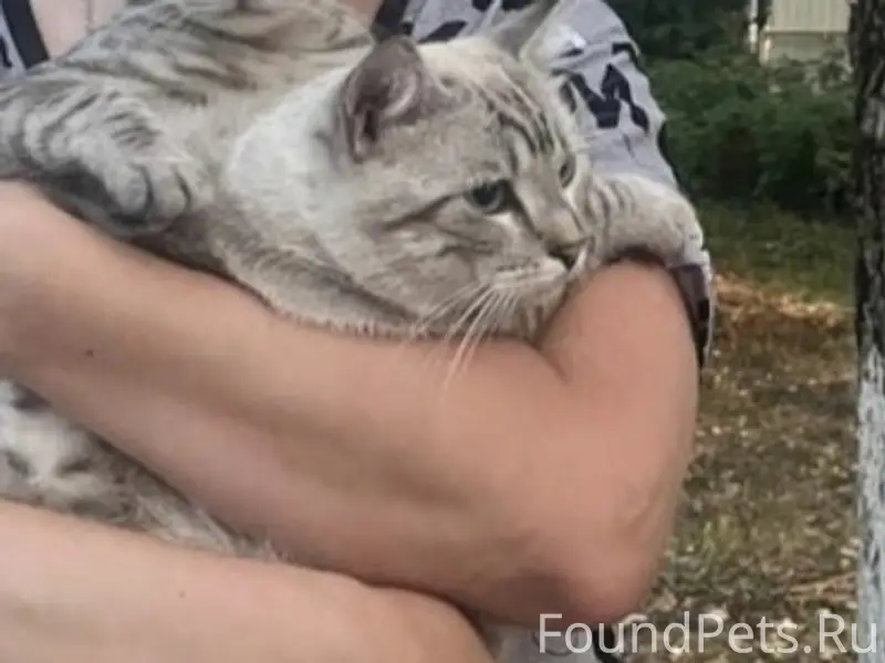 Пропал кот Зефир, п. Ясенки