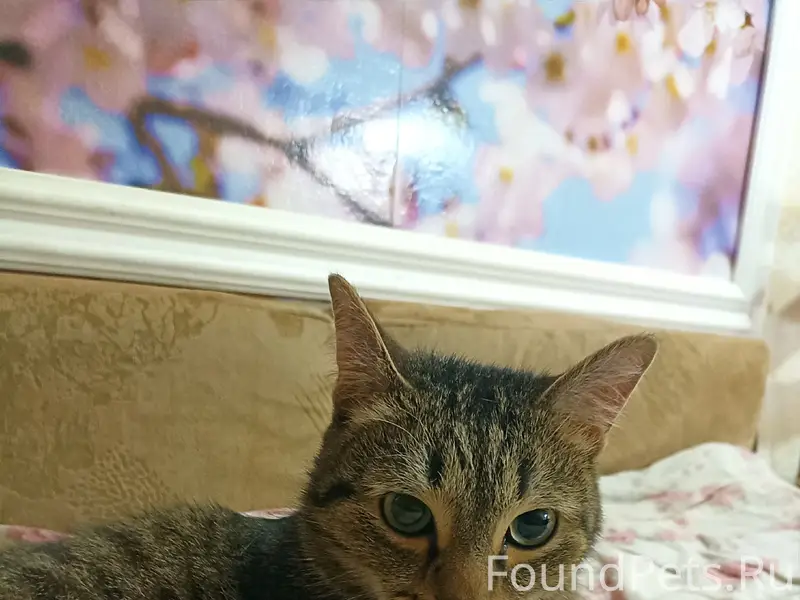 Найден котик, район магазина 'Кировский'