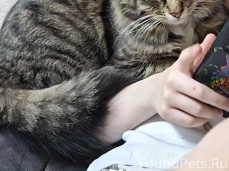 Пропал кот Тоша, Разлив