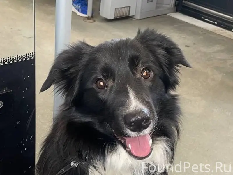 Пропал черно-белый пёс Блэк, деревня Игнатово