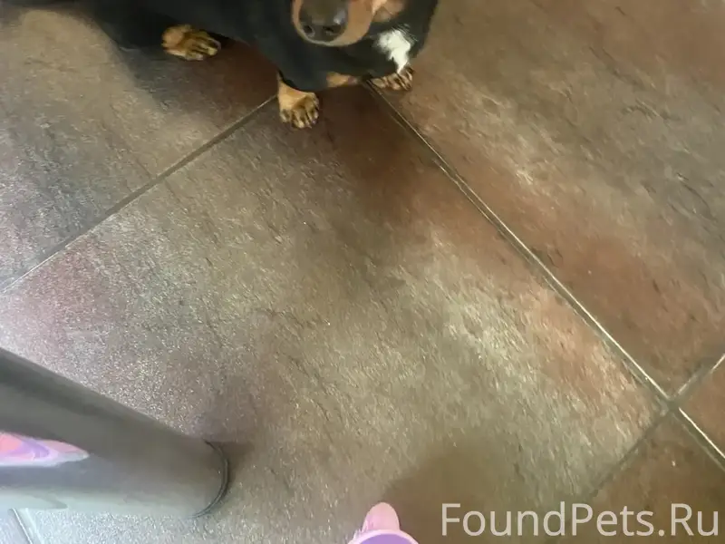 Пропал пес Чип, район ул. Лесная и дачи на Знаменке