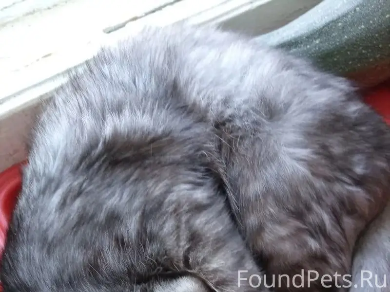 Пропал кот, место пропажи не указано