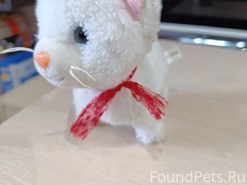 Найдена кошка, у Мегацентра