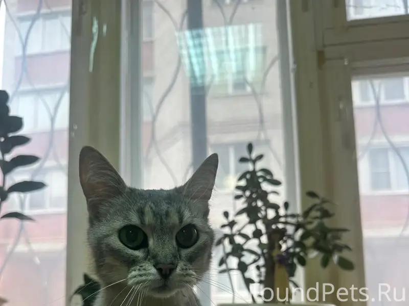 Найдена кошка, район Савино