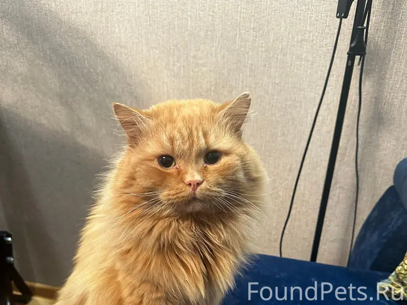 Пропал кот Рыжик, Тавда