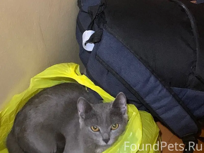 Пропала кошка Симка, около Пионерской 2