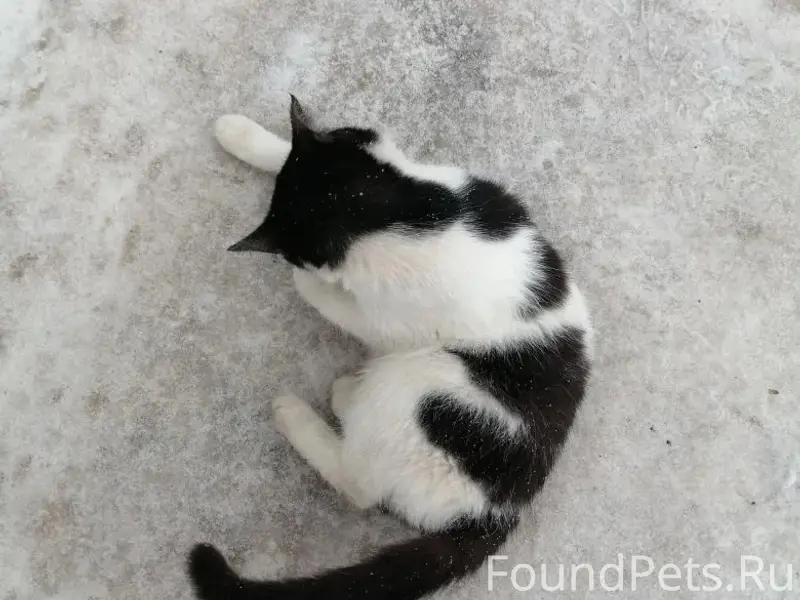 Найдена кошка, Затон