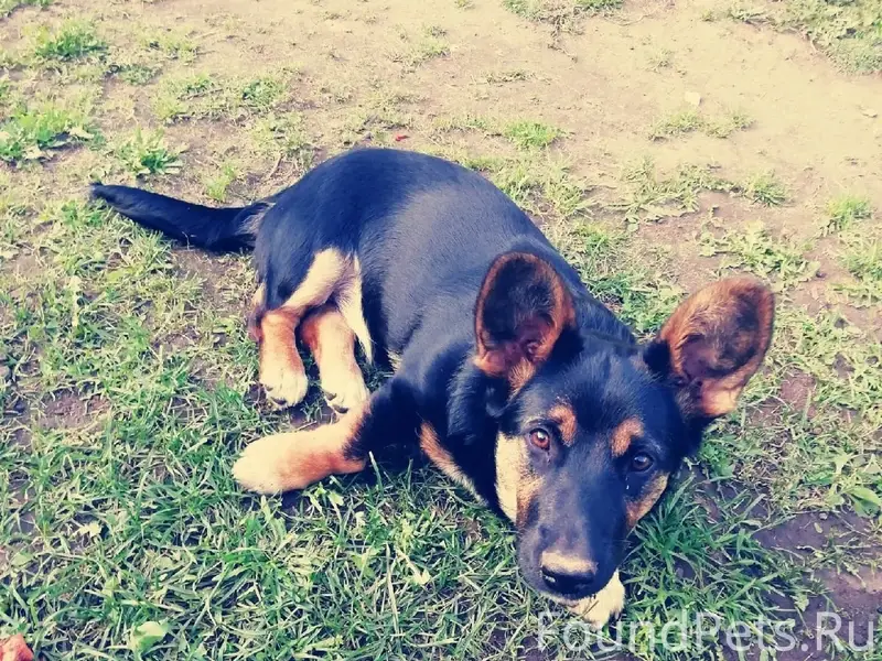 Пропала собака Буся, деревня Алферово