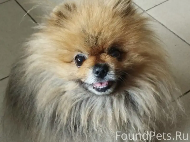 Пропал Померанский Шпиц Макс, Бабушкина 182/4