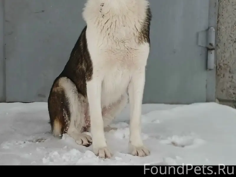 Пропала собака Лакки, район ул. Суворова