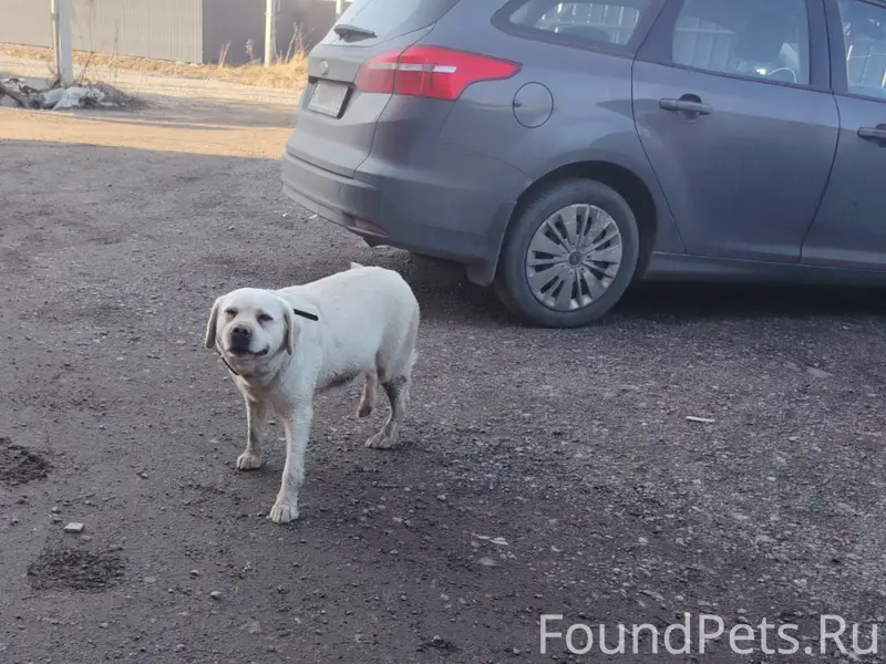Найден лабрадор, Пески Отраслевой переулок