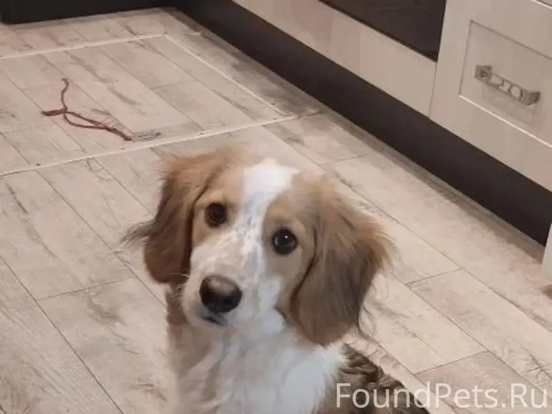 Пропала собака Лада, район крытого рынка